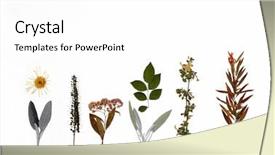  Presentation with dead leaves - Beautiful PPT layouts featuring dead leaves - selection of dried autumn flowers backdrop and a white colored foreground