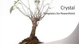  Presentation with dead leaves - Slides featuring dead leaves - small sick tree environment concept background and a white colored foreground