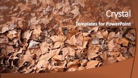  Presentation with dead leaves - Amazing slide deck having dead leaves shot ideal backdrop and a tawny brown colored foreground
