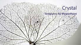  Presentation with hydrangea - Presentation theme enhanced with evolution architecture - extreme close up background and a sky blue colored foreground