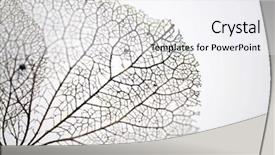  Presentation with hydrangea - Amazing presentation having evolution architecture - extreme close up backdrop and a white colored foreground