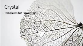  Presentation with hydrangea - Colorful presentation theme enhanced with evolution architecture - extreme close up backdrop and a light gray colored foreground