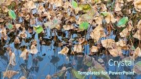  Presentation with lotus - Slide deck enhanced with dead-lotus-in-autumn background and a ocean colored foreground