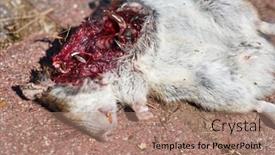  Presentation with wound - Audience pleasing PPT theme consisting of dead-mouse-killed backdrop and a coral colored foreground