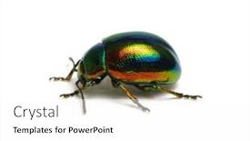  Presentation with nettle - Presentation with dead-nettle-leaf-beetle-chrysolina background and a white colored foreground