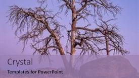  Presentation with spirit - Presentation theme with dead-pine-tree-and-granite background and a light blue colored foreground