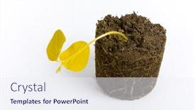  Presentation with dead plant - Theme featuring dead plant isolated on white with soil environment pollution concept background and a sky blue colored foreground