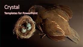  Presentation with quail - PPT theme consisting of dead quail next to robin background and a wine colored foreground