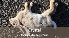  Presentation with drugs kill - Slides with dead rabbit - road kill - dead background and a gray colored foreground