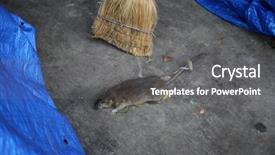 Presentation with sewer - Slides enhanced with dead rat dead rat being background and a gray colored foreground