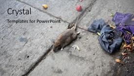  Presentation with rat - Amazing theme having dead rat dead rat being backdrop and a light gray colored foreground