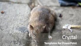  Presentation with rat - Audience pleasing theme consisting of dead rat dead rat being backdrop and a gray colored foreground