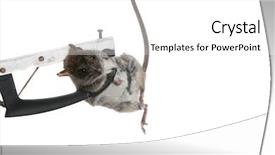  Presentation with white rat - Colorful slides enhanced with dead rat from an electronic backdrop and a white colored foreground