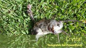  Presentation with rat - Theme having dead-rat-mauled-by-cat background and a tawny brown colored foreground