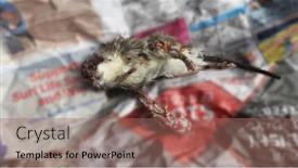  Presentation with rat - Audience pleasing PPT layouts consisting of dead-rat-mauled-by-cat backdrop and a coral colored foreground