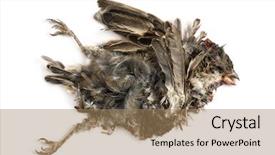  Presentation with sparrow - Amazing slide deck having body internal organs - dead roadkill house sparrow backdrop and a coral colored foreground