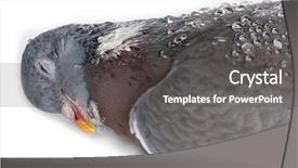  Presentation with rock - Beautiful slide deck featuring dead rock pigeon columba livia backdrop and a dark gray colored foreground