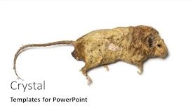  Presentation with rodent - PPT layouts having dead-rodent-rat-in-state background and a white colored foreground