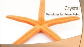  Presentation with orange starfish - Beautiful PPT theme featuring dead stars - dried orange starfish backdrop and a cream colored foreground