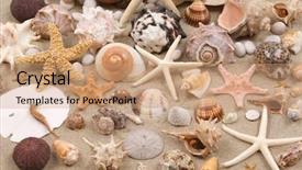  Presentation with seashell - Beautiful presentation theme featuring dead stars - seashell background backdrop and a coral colored foreground