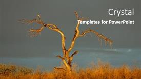  Presentation with kalahari - PPT theme with dead-tree-at-sunset-against background and a gray colored foreground