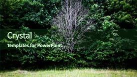  Presentation with life after death - Presentation theme enhanced with dead tree in green forest background and a  colored foreground