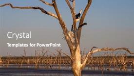  Presentation with outback australia - Slide deck featuring dead-trees-at-the-swamp background and a coral colored foreground