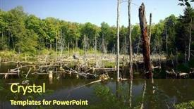  Presentation with swamp - PPT theme enhanced with dead trees within a swamp background and a tawny brown colored foreground