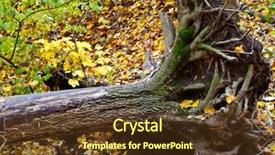  Presentation with maple - Amazing PPT layouts having dead uprooted maple tree backdrop and a tawny brown colored foreground