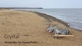  Presentation with beach - Slide set consisting of dead-walrus-on-the-arctic background and a coral colored foreground