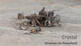  Presentation with sand - PPT theme with dead-wood-in-the-middle background and a light gray colored foreground