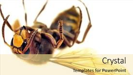  Presentation with hornet - Presentation theme enhanced with deadly bugs - big hornet on white background background and a blonde colored foreground