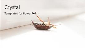  Presentation with wanted dead or alive - Colorful slide deck enhanced with deadly bugs - dead bug chafer backdrop and a sky blue colored foreground