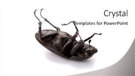  Presentation with octopus on isolated white - Beautiful PPT theme featuring deadly bugs - dead bug isolated on white backdrop and a white colored foreground