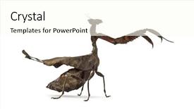  Presentation with wanted dead or alive - Audience pleasing slides consisting of deadly bugs - dead leaf mantises - acanthops backdrop and a  colored foreground