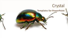  Presentation with nettle - Beautiful PPT theme featuring deadly bugs - dead-nettle leaf beetle chrysolina fastuolina backdrop and a  colored foreground