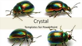  Presentation with nettle - Presentation theme with deadly bugs - dead-nettle leaf beetle chrysolina fastuolina background and a  colored foreground