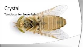  Presentation with white horse - Colorful PPT theme enhanced with deadly bugs - horse-fly atylotus rusticus against white backdrop and a white colored foreground