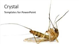  Presentation with mosquito - Amazing presentation theme having deadly diesease - supermacro of dead mosquito backdrop and a white colored foreground