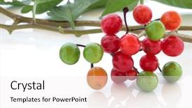 Presentation with berries - PPT layouts featuring hallucinogen - deadly nightshade berries over white background and a white colored foreground