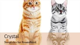  Presentation with cats - Colorful presentation design enhanced with dearness - cute cats isolated on white backdrop and a coral colored foreground