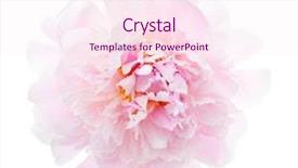  Presentation with light pink - Colorful PPT theme enhanced with dearness - light pink peony isolated backdrop and a pink colored foreground