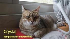  Presentation with face expression recognition - Colorful presentation theme enhanced with dearness - tabby cat with unhappy expression backdrop and a tawny brown colored foreground