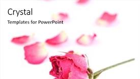  Presentation with pink rose - Presentation design having death anniversary - beautiful pink dried rose isolated background and a  colored foreground