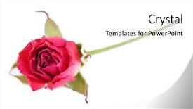  Presentation with pink rose - Audience pleasing presentation theme consisting of death anniversary - beautiful pink dried rose isolated backdrop and a  colored foreground