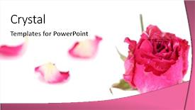  Presentation with pink rose petals on white - Amazing presentation design having death anniversary - beautiful pink dried rose isolated backdrop and a white colored foreground