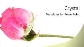  Presentation with pink rose petals on white - Beautiful presentation design featuring death anniversary - beautiful pink dried rose isolated backdrop and a  colored foreground