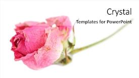  Presentation with pink rose petals on white - Presentation featuring death anniversary - beautiful pink dried rose isolated background and a  colored foreground