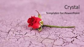  Presentation with pink rose - Beautiful PPT theme featuring death anniversary - beautiful pink dried rose backdrop and a  colored foreground