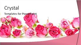 Presentation with pink roses - Presentation theme with death anniversary - beautiful pink dried roses isolated background and a white colored foreground